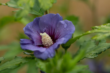Hibiskusblüte mit bokeh © Markus