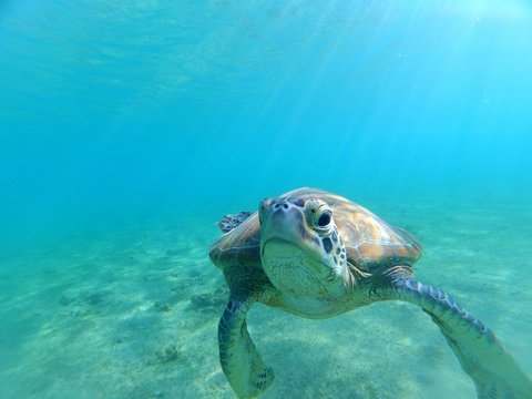 Jeune tortue verte (chelonia mydas) de Mayotte s'approche de la cam&eacute;ra
