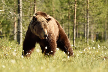 Fototapeta na wymiar brown bear in the sunny forest