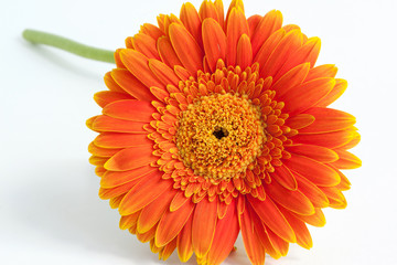 Beautiful orange gerbera on a white background. Close up.