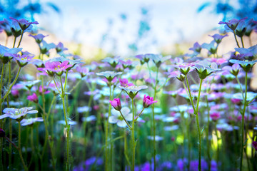 Fototapeta premium Small white-pink saxifrage on gentle blue sky background with soft focus. Beautiful flowers on summer meadow on sunny day, floral background with copy space.