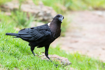 Curious crow on green grass