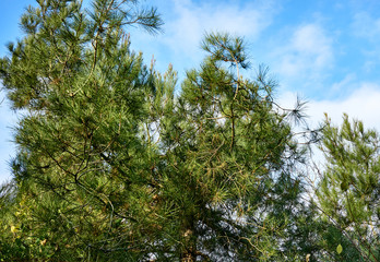 Obraz premium Beautiful branches of tall pine Pinus silvestris against a blue sky with clouds in the rays of the morning sun. Nature concept for design.