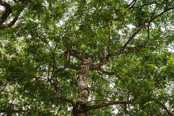 Natural green forest tree branches
