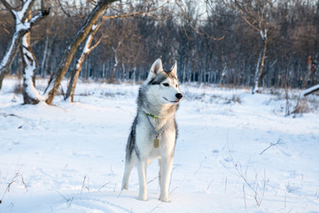 Fototapeta na wymiar husky dog playing in the snow winter park