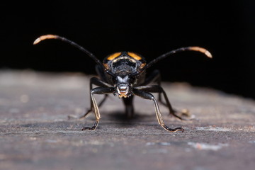 Big death watch beetle close up. Nicrophorus vespillo. Burying beetles or sexton beetles.