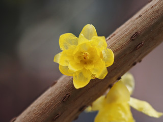Macro of the flower of Chimonanthus, wintersweet, genus of flowering plants in the family Calycanthacea