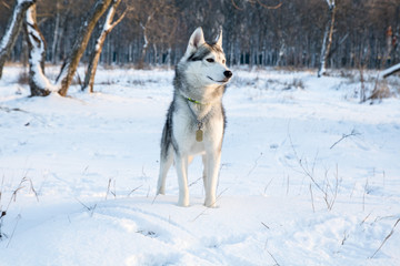 husky dog playing in the snow winter park