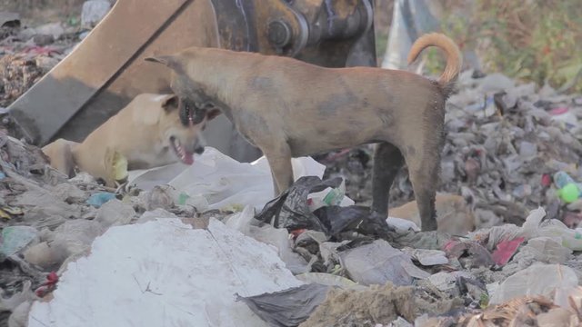 Illegal migrant worker in rubbish dump site in Mae Sot, Thailand.