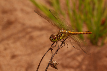 Beautiful dragonfly with transparent wings is sitting on a dry flower. Animals in wildlife.