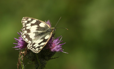 A pretty Marbled White Butterfly (Melanargia galathea) nectaring on a flower.