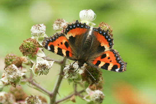 A pretty Small Tortoiseshell Butterfly (Aglais urticae) nectaring on blackberry flowers.