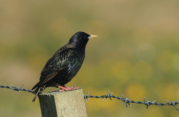 A stunning adult Starling (Sturnus vulgaris) perched on a fence post.