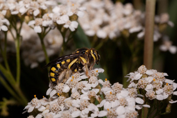 European wool carder bee is sitting on small white flowers. Anthidium manicatum.