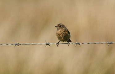 A stunning baby Stonechat bird (Saxicola torquata) perched on a barbed wire fence.