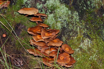 Group of different fungus are growing on a old stub. Parasitic plant.