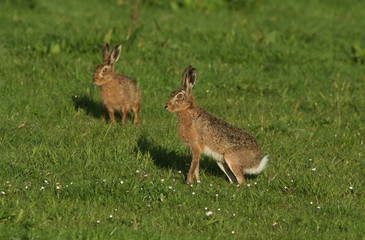 Two beautiful Brown Hare (Lepus europaeus) in a meadow. © Sandra Standbridge