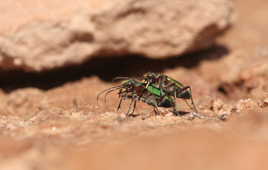 A mating pair of stunning Green tiger Beetle (Cicindela campestris) on the island of Hoy, Orkney, Scotland.