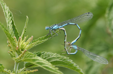 A mating pair of Common Blue Damselfly (Enallagma cyathigerum) perched on a stinging nettle.