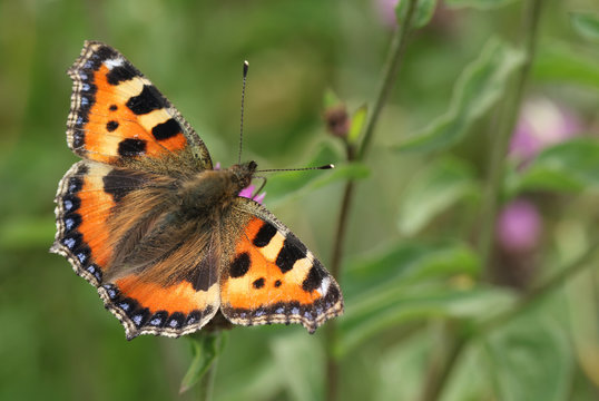 A pretty Small Tortoiseshell Butterfly (Aglais urticae) nectaring on a flower.