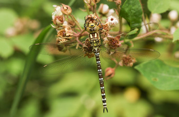 A beautiful Southern Hawker Dragonfly (Aeshna cyanea) perched on blackberry flowers.