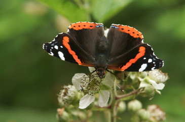 A beautiful Red Admiral Butterfly (Vanessa atalanta) nectaring on blackberry flowers.