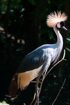 Big beautiful Grey Crowned Crane bird
