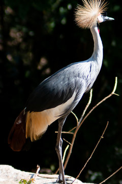 Big beautiful Grey Crowned Crane bird
