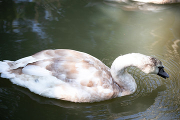 big swan Bird In the pool   © sakdinon