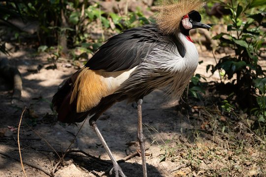 Big beautiful Grey Crowned Crane bird
