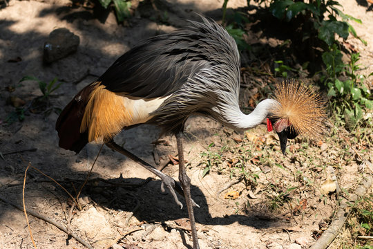 Big beautiful Grey Crowned Crane bird
