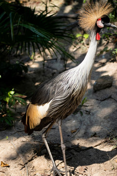 Big beautiful Grey Crowned Crane bird
