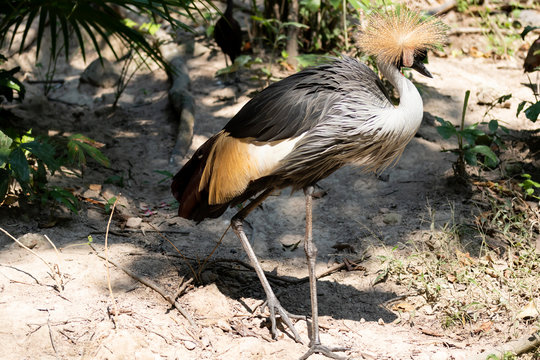 Big beautiful Grey Crowned Crane bird
