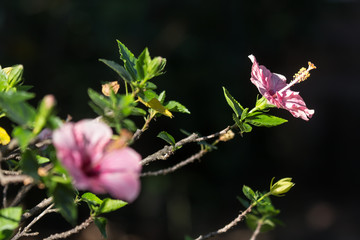 Close up of Soft Pink  Hibiscus rosa-sinensis