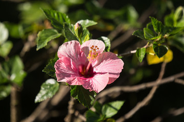 Close up of Soft Pink  Hibiscus rosa-sinensis