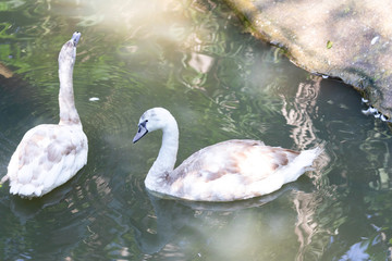 big swan Bird In the pool   © sakdinon