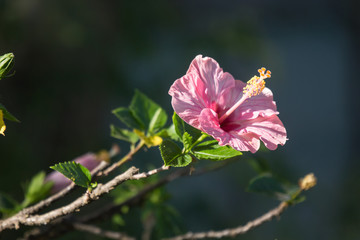 Obraz premium Close up of Soft Pink Hibiscus rosa-sinensis