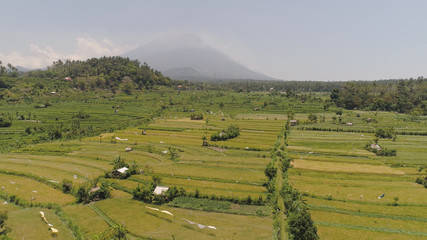 Fototapeta na wymiar rice fields, agricultural land in countryside. aerial view farmland with rice terrace agricultural crops in rural areas Indonesia