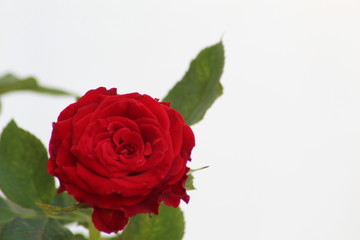 Red Rose on White