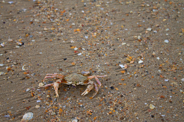 small crab on the sand close-up