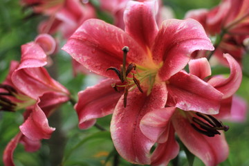 Fototapeta na wymiar red and white lily close up