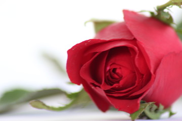Red Rose on White