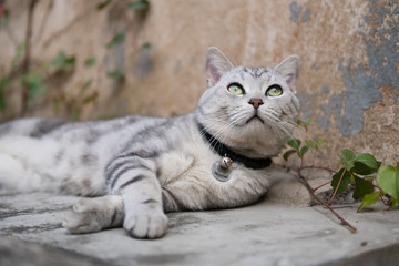 Cute American short-haired cat sleeps on the ground