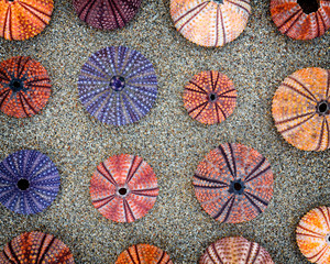 colorful sea urchins on wet sand, seamless pattern
