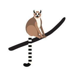 Ring-tailed lemur sitting on tree branch isolated on white background © Good Studio