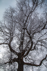 Hoarfrost on trees. Winter forest.