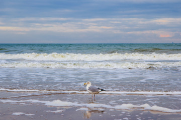 Nordsee , Strand ,Möwe