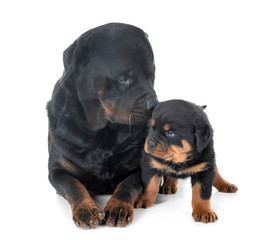 Obraz premium puppy and adult rottweiler