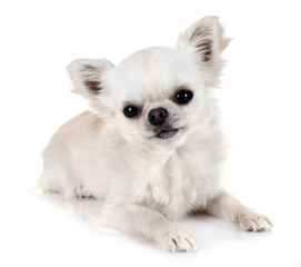 chihuahua in studio
