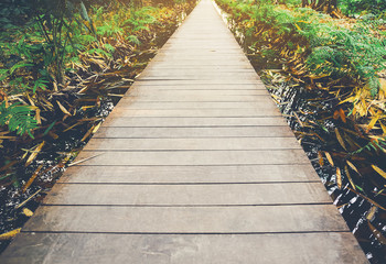 Wooden pathways that align with the beautiful nature around.